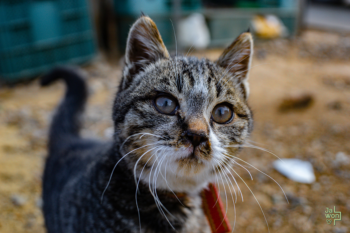 Curious Winter Kitty, Meoru